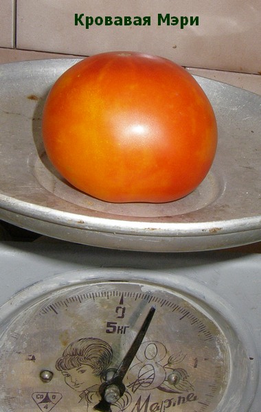 Кровавая Мэри - К — сорта томатов - tomat-pomidor.com - отзывы на форуме