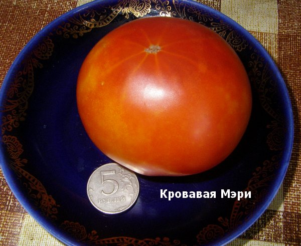 Кровавая Мэри - К — сорта томатов - tomat-pomidor.com - отзывы на форуме