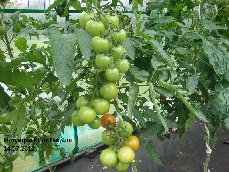 Интуиция F1 - И — сорта томатов - tomat-pomidor.com - отзывы на форуме