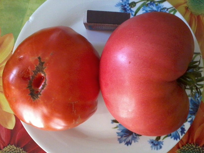 Сорта томатов краб