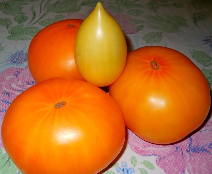 Оранжевые томаты гномы. Томат оранжевый Хакас. Томат Чиондоло оранжевый. Томат Элфи оранжевый. Оранжевый волк томат.