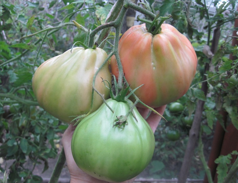 Сто пудов - С — сорта томатов - tomat-pomidor.com - отзывы на форуме