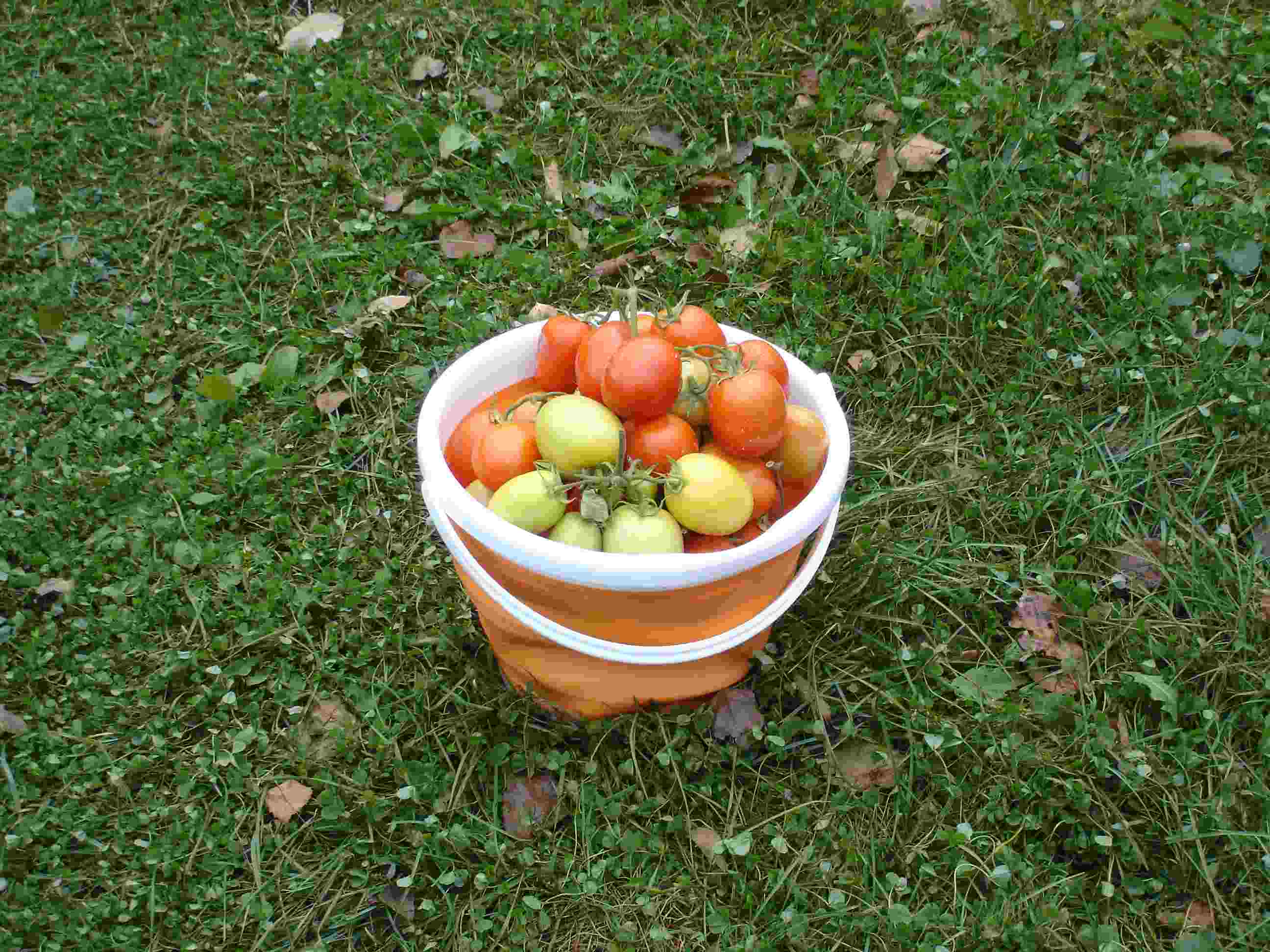 Столыпин - С — сорта томатов - tomat-pomidor.com - отзывы на форуме