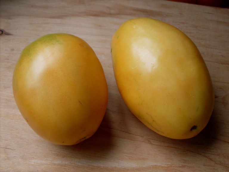 Perfectly melon shaped yellow tomato