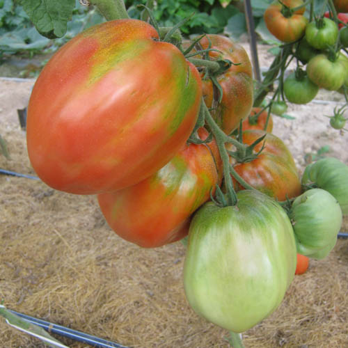 Большая девочка - Б — сорта томатов - tomat-pomidor.com - отзывы на форуме