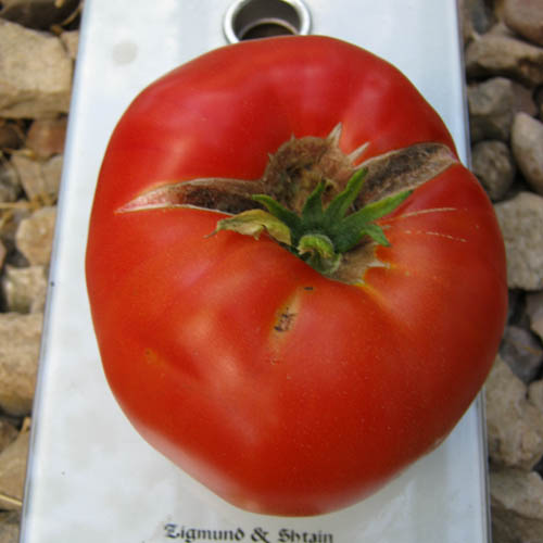 Куум - К — сорта томатов - tomat-pomidor.com - отзывы на форуме