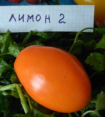 Томат Лимонный Отзывы Фото