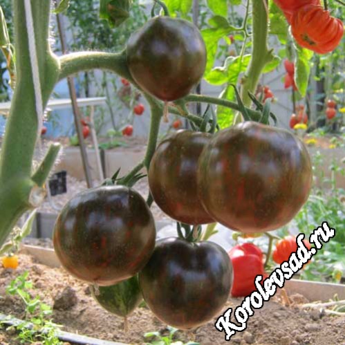 План номер 9 из открытого космоса томат