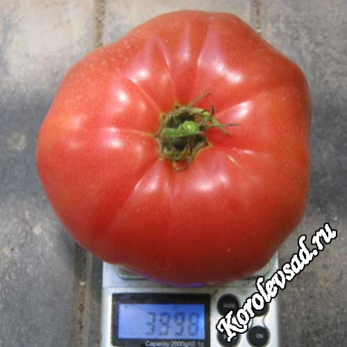 Лопатинские - Л — сорта томатов - tomat-pomidor.com - отзывы на форуме
