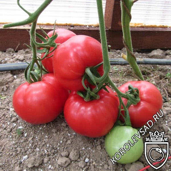 Видимо-невидимо - В — сорта томатов - tomat-pomidor.com - отзывы на форуме