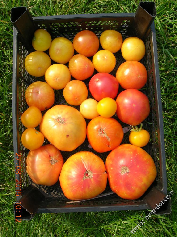 27 августа - урожай жёлто-оранжевые и би