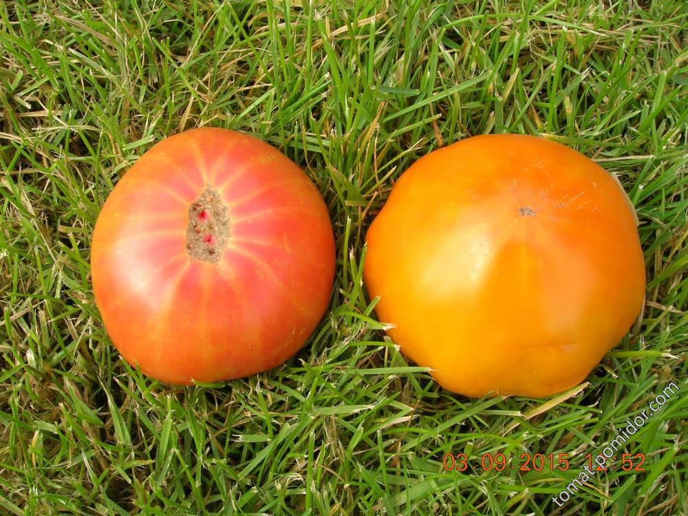 3 сентября - Оранжевая ягода и Клубника оранжевая немецкая