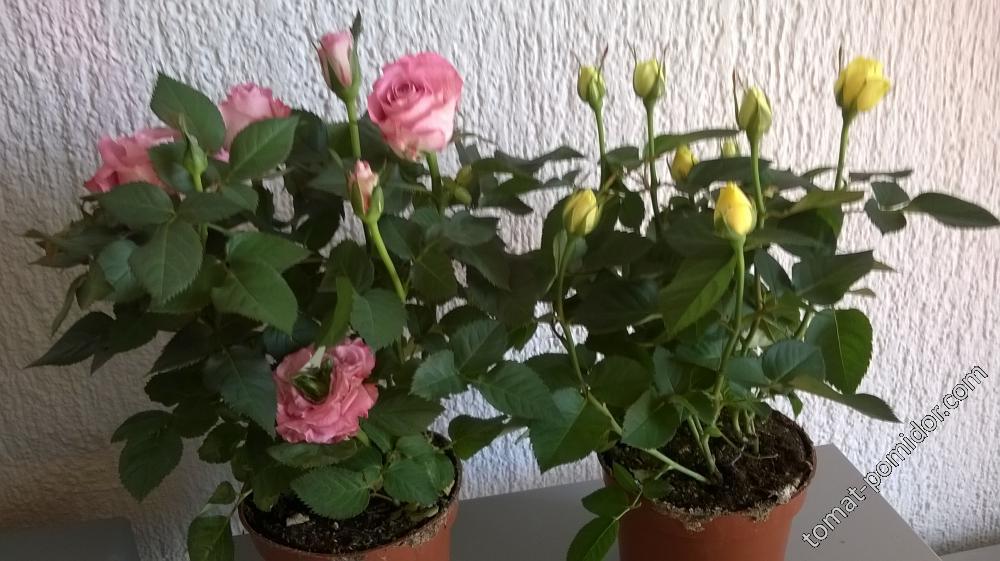 Розы комнатные мини