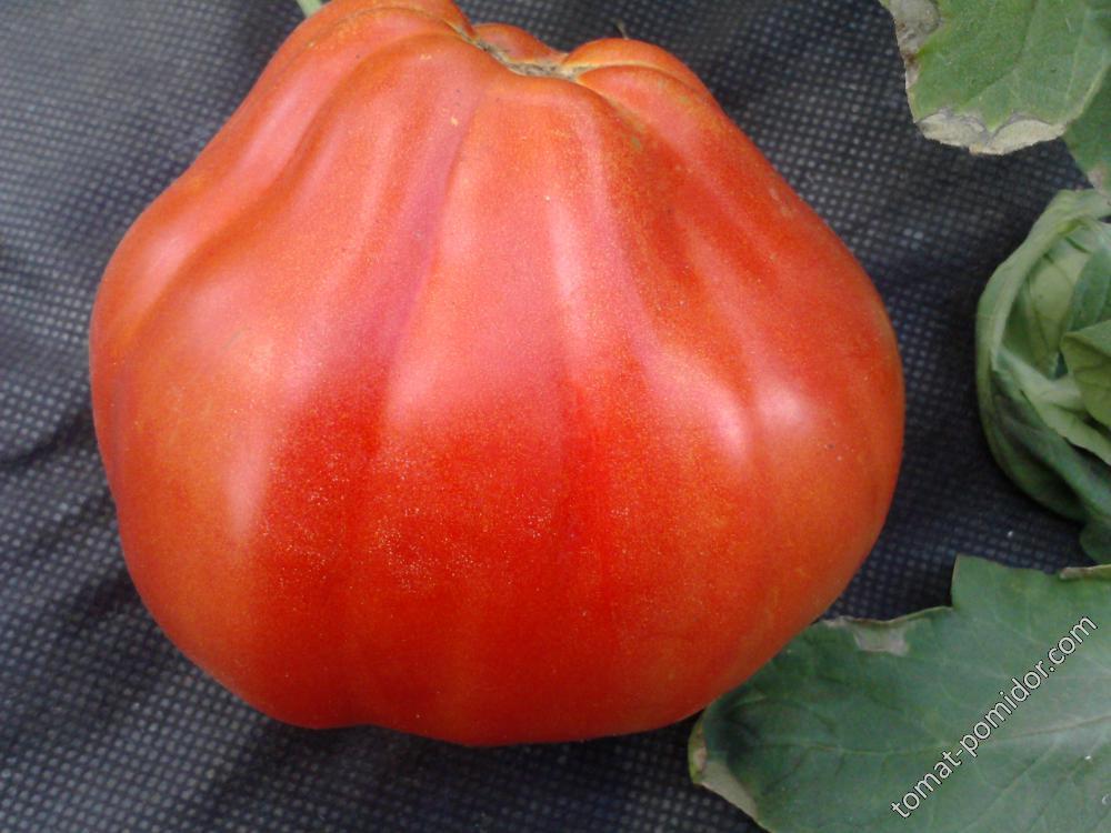 Груша томатная
