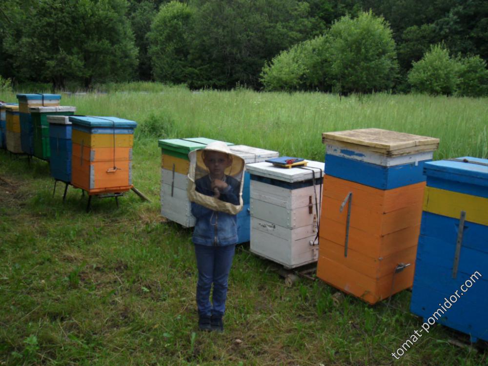 Пчёлы на медосборе с главным пчеловодом.