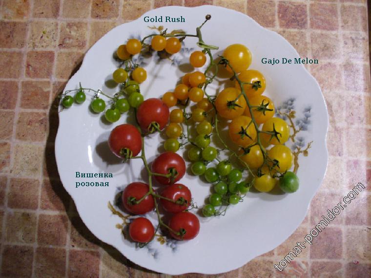 Gajo De Melon, Gold Rush и Вишенк розовая