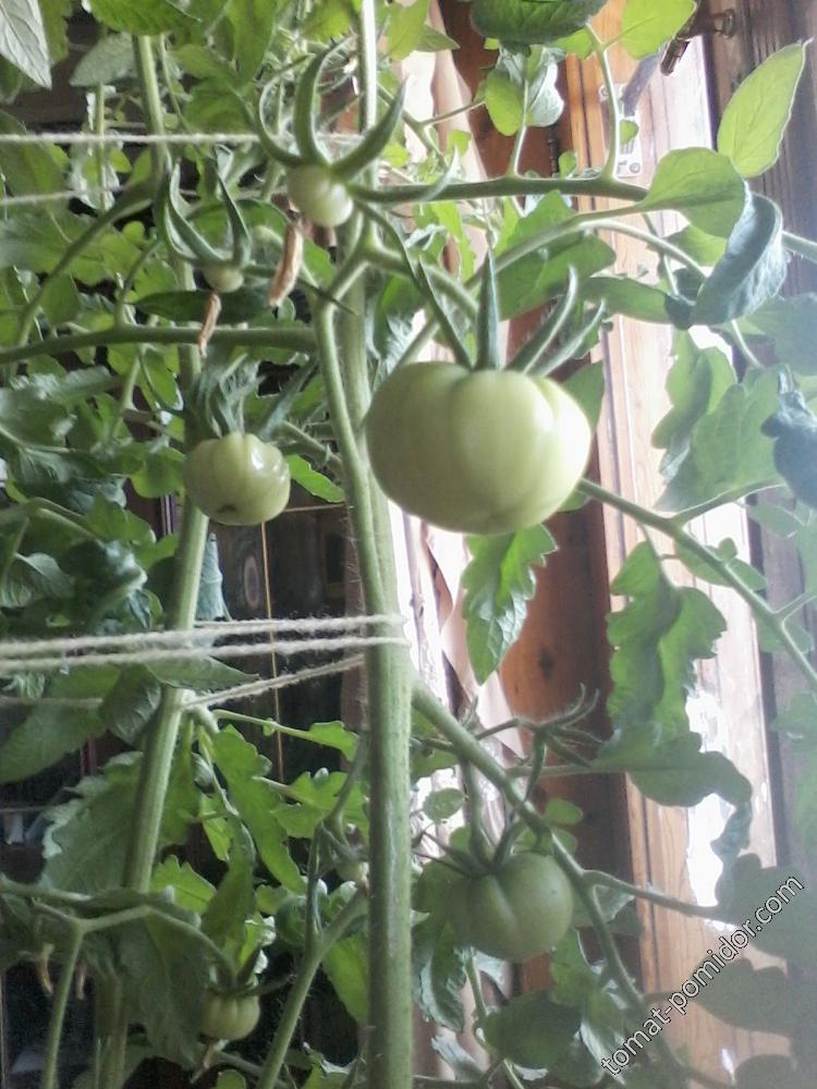 домашний помидор