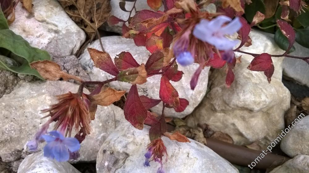 Цветочки )- Цератостигма Уилмотта или Ceratostigma plumbaginoides