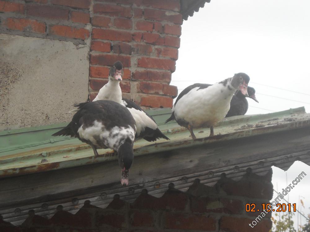 Индоутки