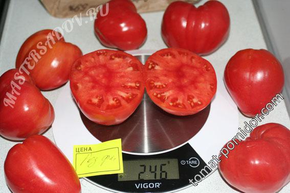 Розовый Фламинго 21 августа
