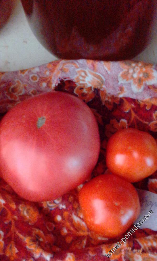 Слева томат подарок.
