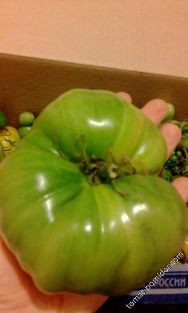 Зелёная помидора