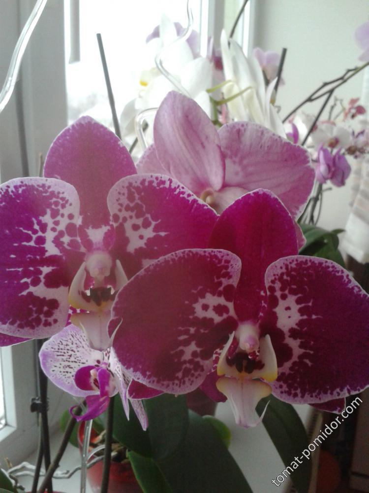 орхидеи зимой