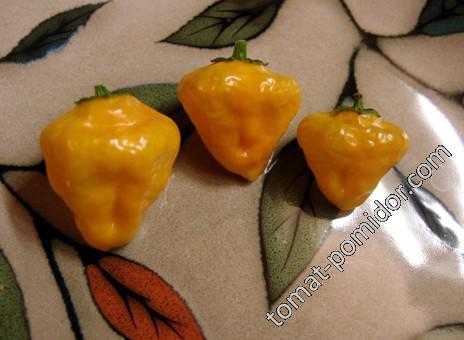 Scotch Bonnet, Jamaican Yellow