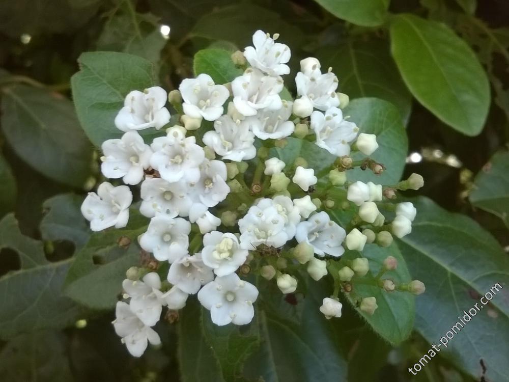 Кустарник с белыми цветами и голубыми семенами-Калина лавролистная