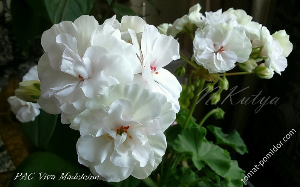 Pac Viva Madeleine Пеларгония Фото