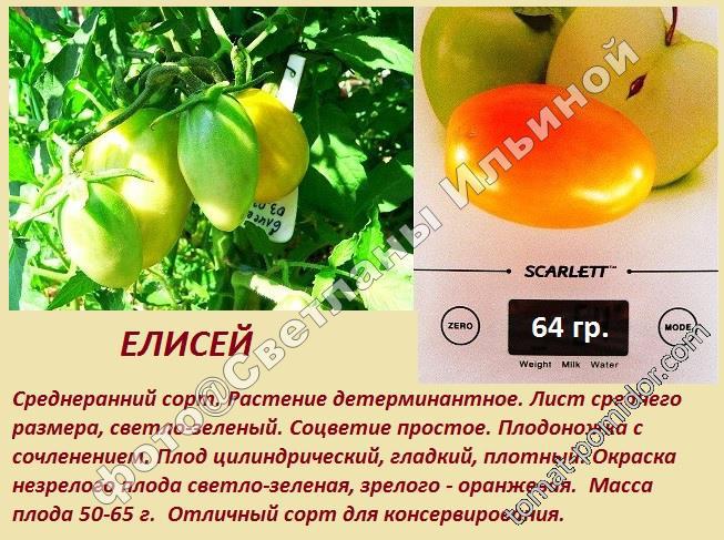 Елисей - томат для ОГ