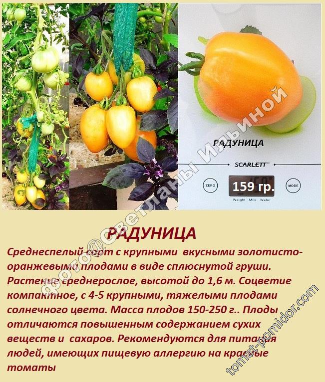 Радуница