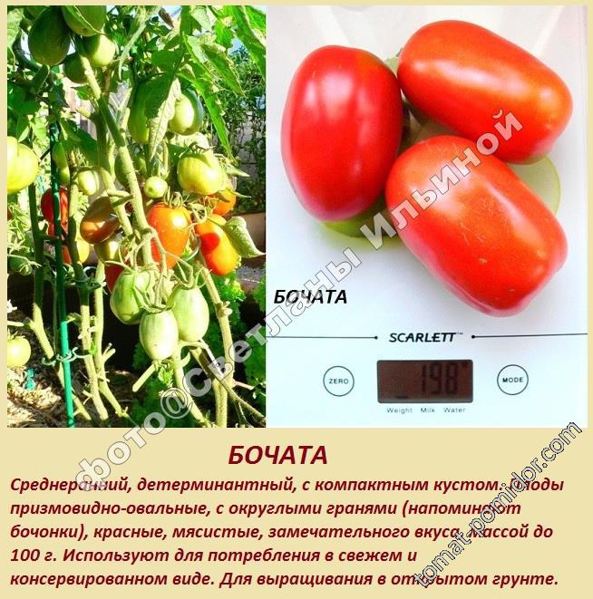 Томат Бочата: описание сорта помидоров, характеристики, посадка, выращивание, болезни, вредители. Отзывы