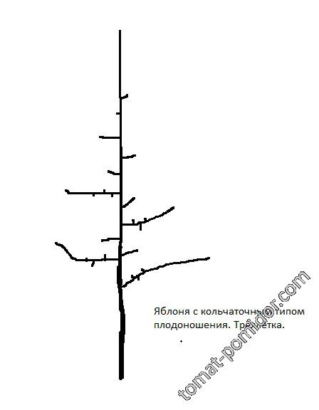 Трехлетнее дерево яблони. Тип кроны - веретено.