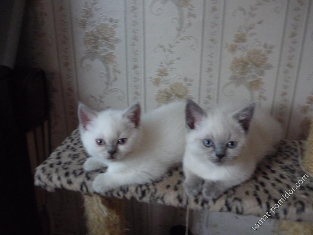 Два белых котейки
