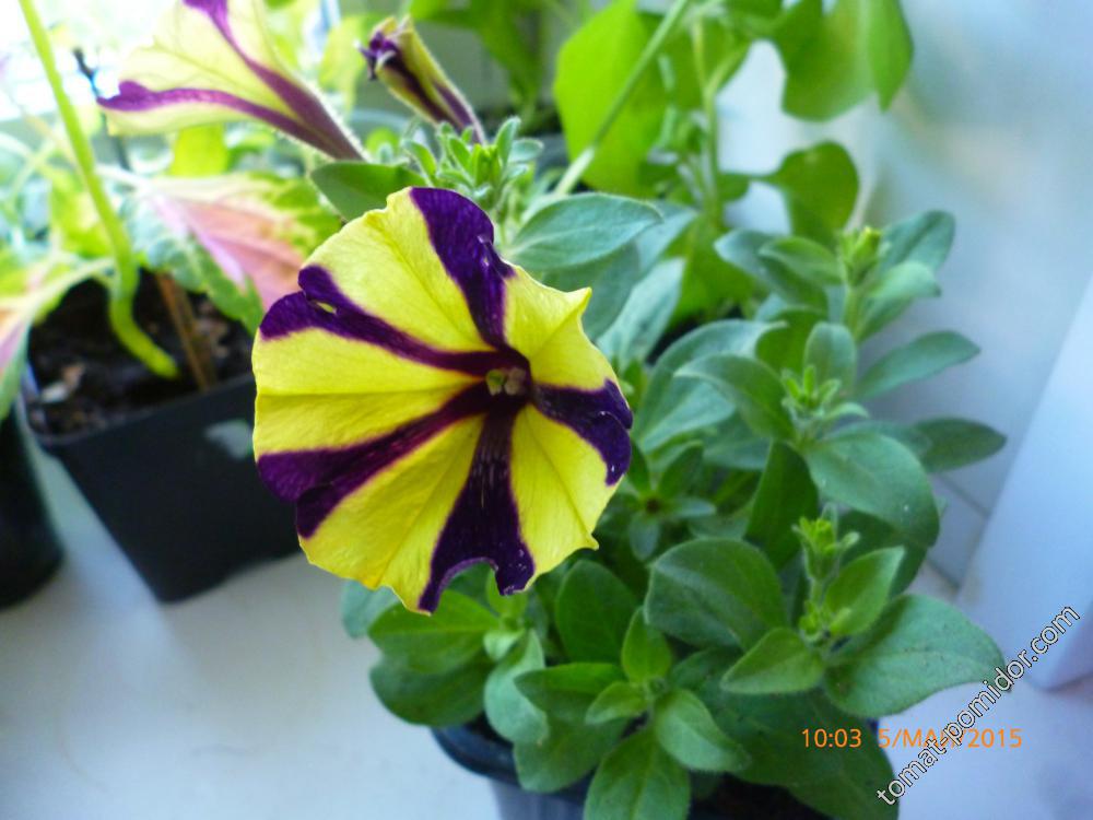 Crazytunia Star Jubilee