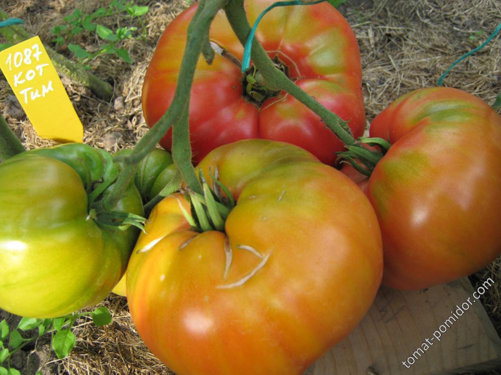 Кот Тимофей - К — сорта томатов - tomat-pomidor.com - отзывы на форуме