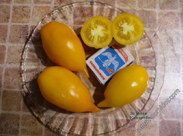 Золотая Канарейка