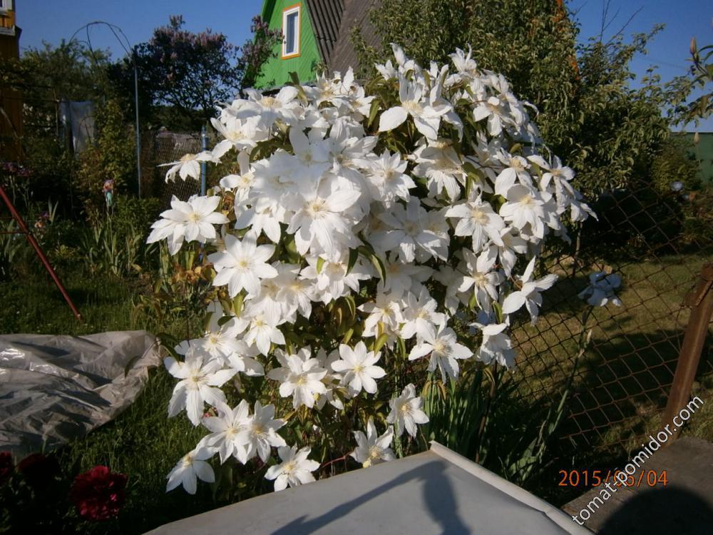 Клематис.