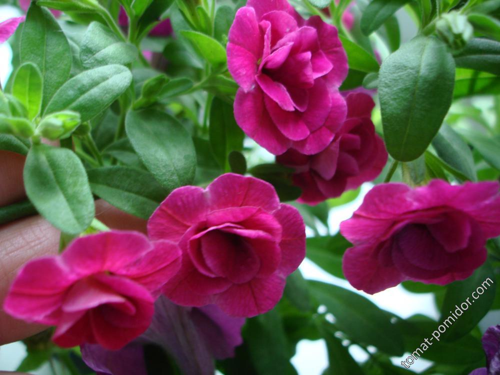 Calibrachoa Sweet Bells Double Pink