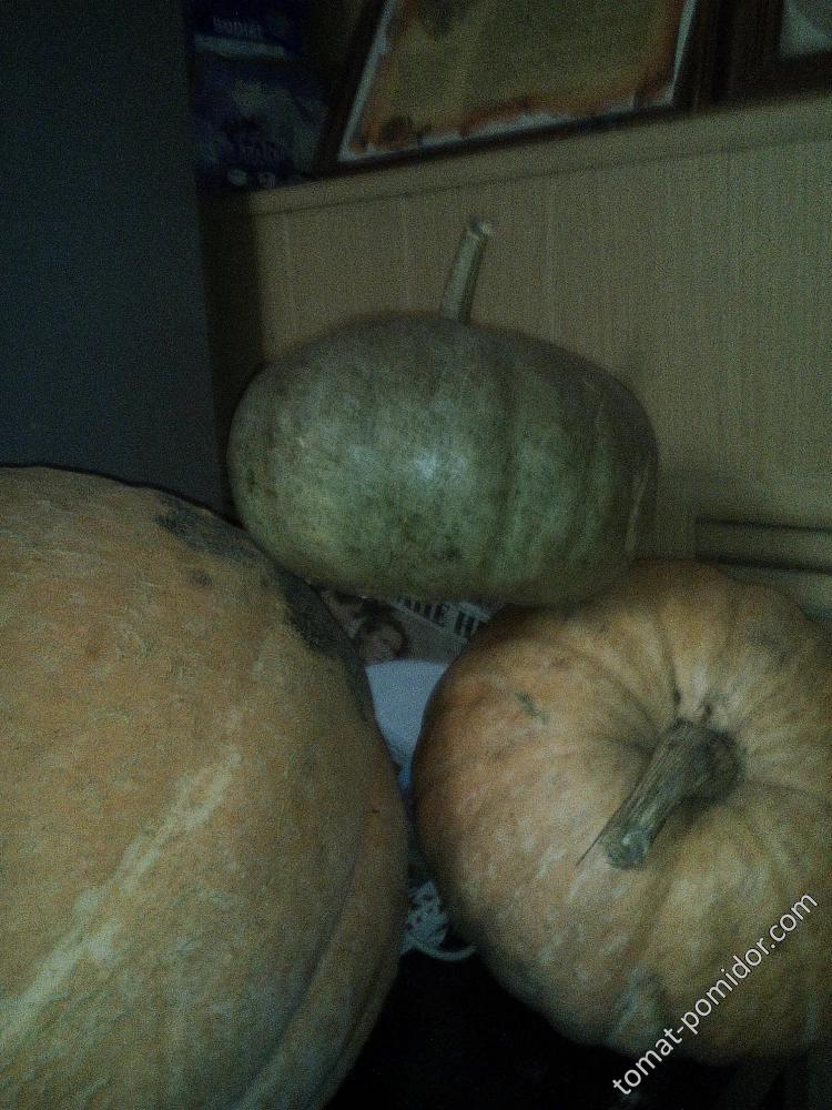 Тыквы