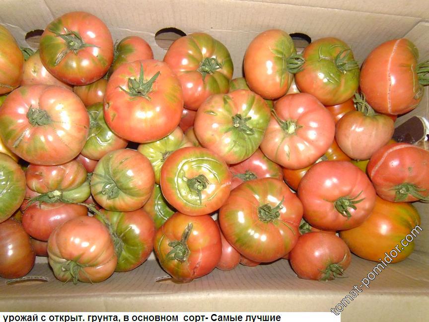 томатики в открытом грунте без полива