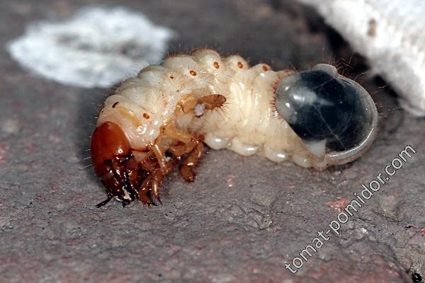 Личинка майского жука, сальник