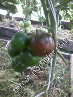 Кумато