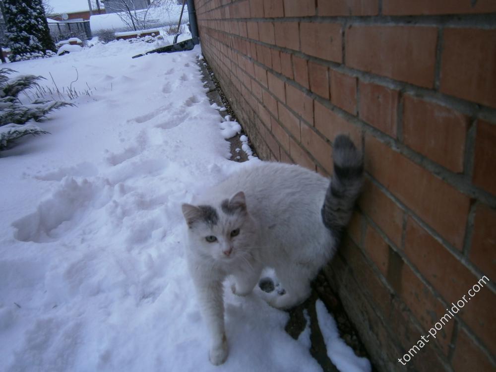 Кот,который гуляет