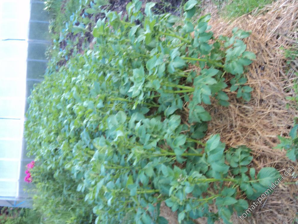 выращивание картофеля  под соломой 2015