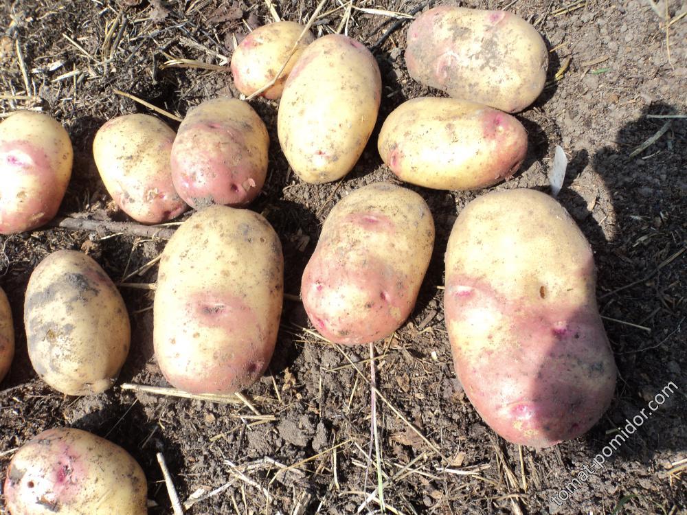 а это урожай картошки под соломой 1 куст