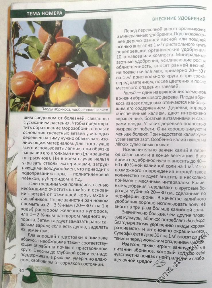 Профилактика и лечение болезней абрикоса