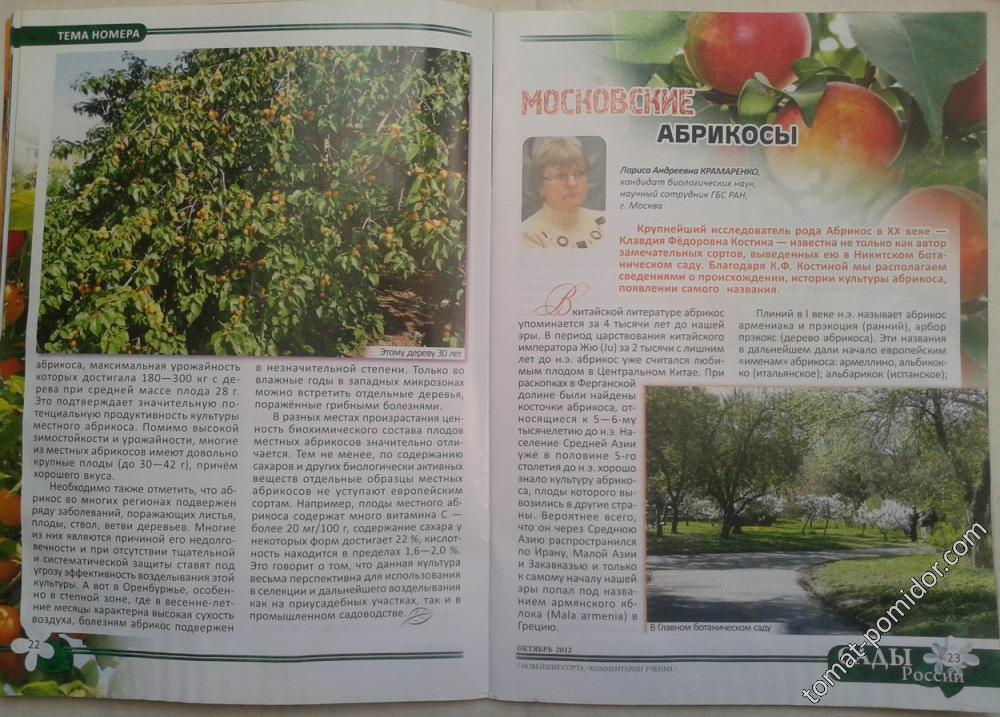 Московские абрикосы