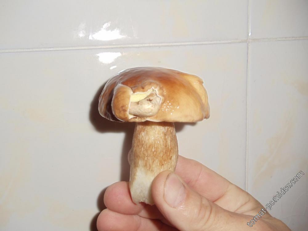 "мутация"-грибок на шляпке гриба
